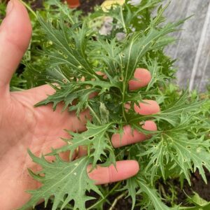 Japanese Greens Mizuna