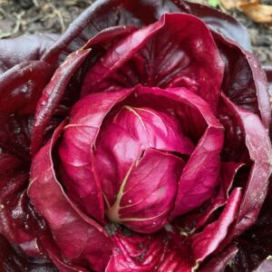 Chicory Mix