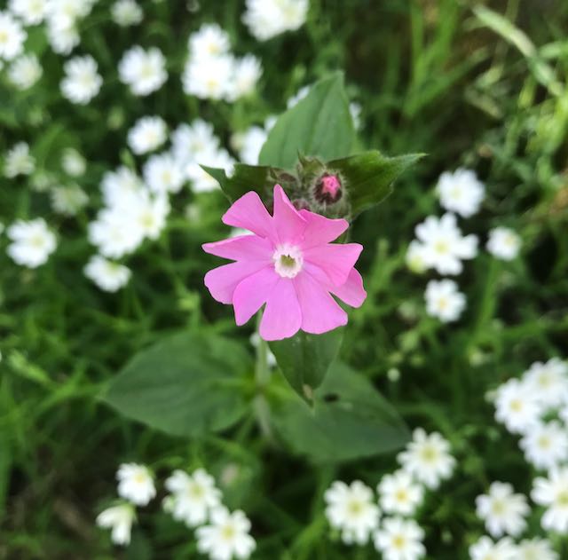 Silene