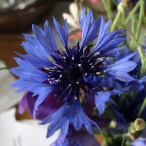 Cornflower Blue