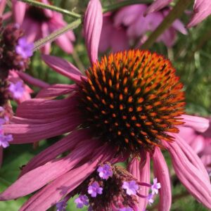Echinacea