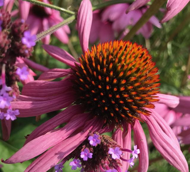 Echinacea