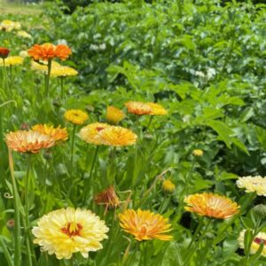 Calendula mixed