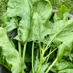 Spinach -  'Medania'