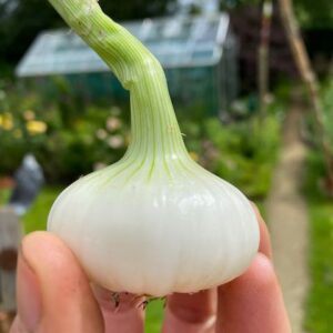 Onion - Paris Silverskin