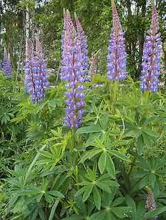 Lupin - Blue