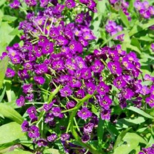Alyssum