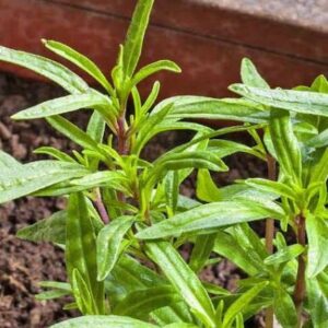 Summer Savory