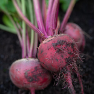 Beetroot - Boltardy