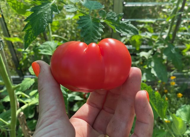 Tomato - St. Pierre