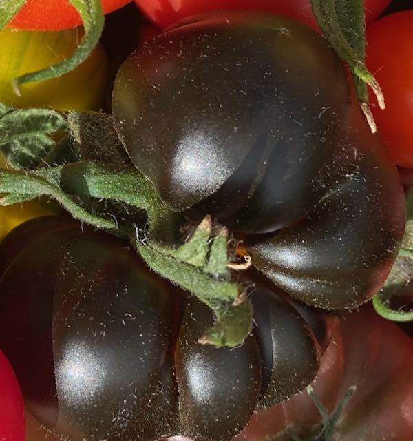 Tomato - Black Russian