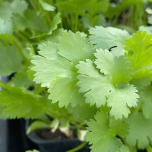 Coriander