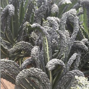 Black Kale