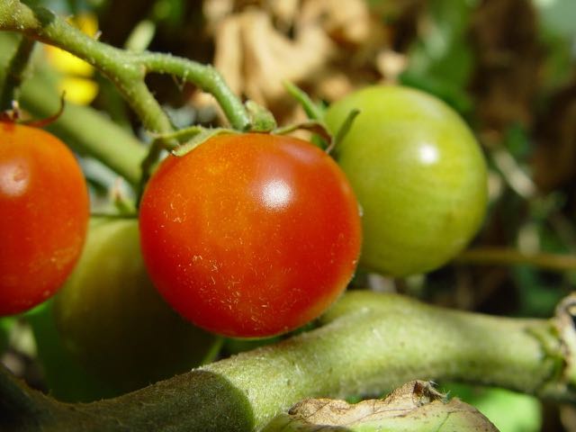 Tomato - Wild Columbianum