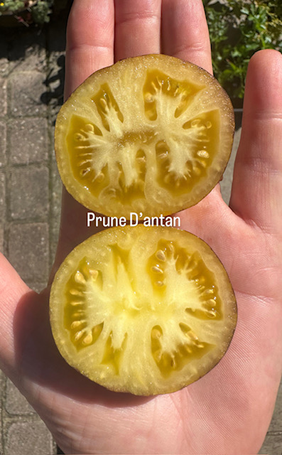 Tomato - Prune D'antan - Image 2