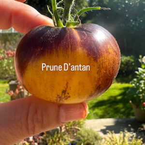 Tomato - Prune D'antan