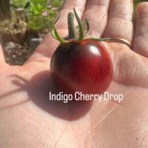 Tomato - Indigo Cherry Drop