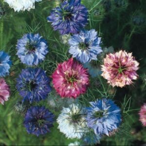 Nigella mixed