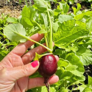 Radish