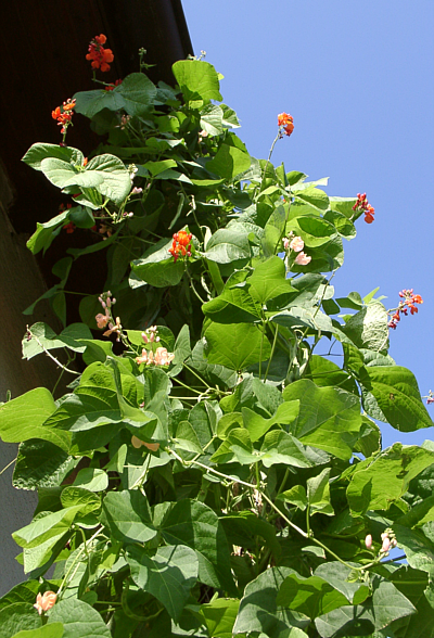 Runner Bean 'Painted Lady'