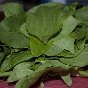 French Sorrel