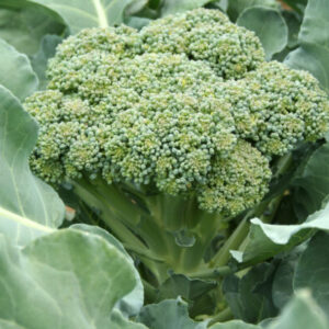 Broccoli - De Cicco