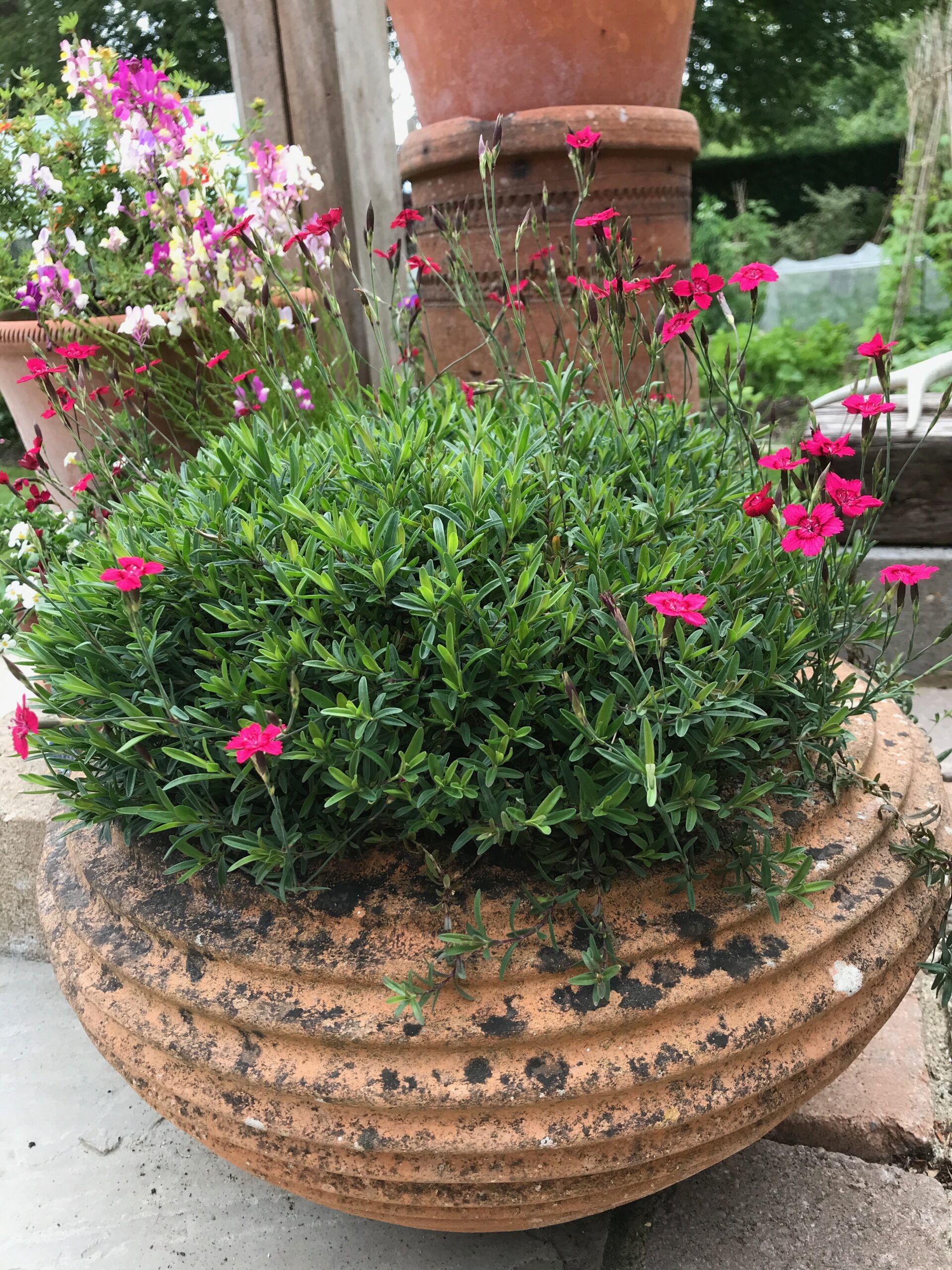 Dianthus Deltoides Pink