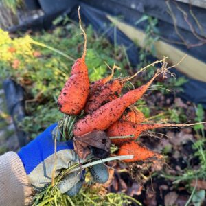 Carrot 'Autumn King'