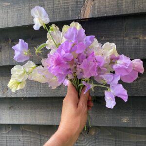 Sweet Peas - mixed