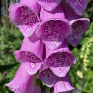 Foxglove