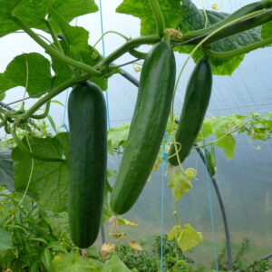 Cucumber - Marketmore