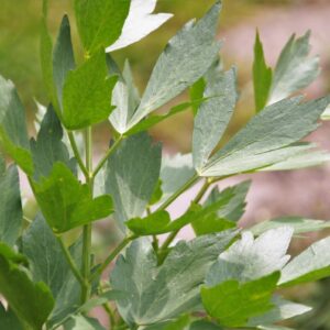 Lovage