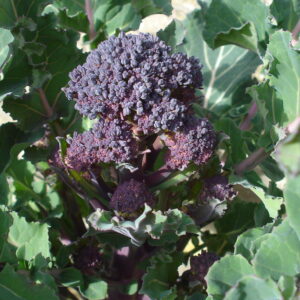Purple Sprouting Broccoli