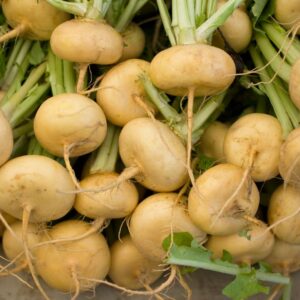 Turnip  'Goldana'