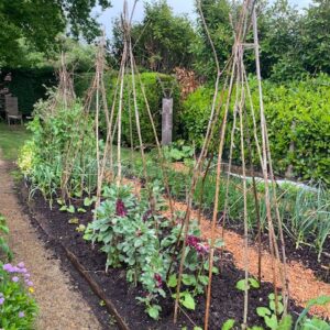 Allotment Growing Seed Bundle