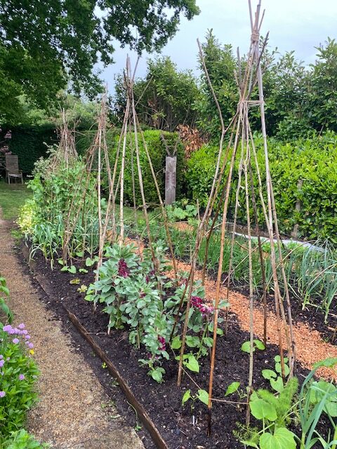 Allotment Growing Seed Bundle
