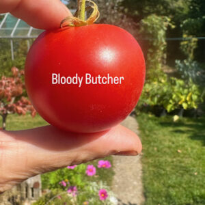 Tomato - Bloody Butcher