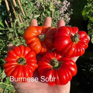 Tomato - Burmese Sour