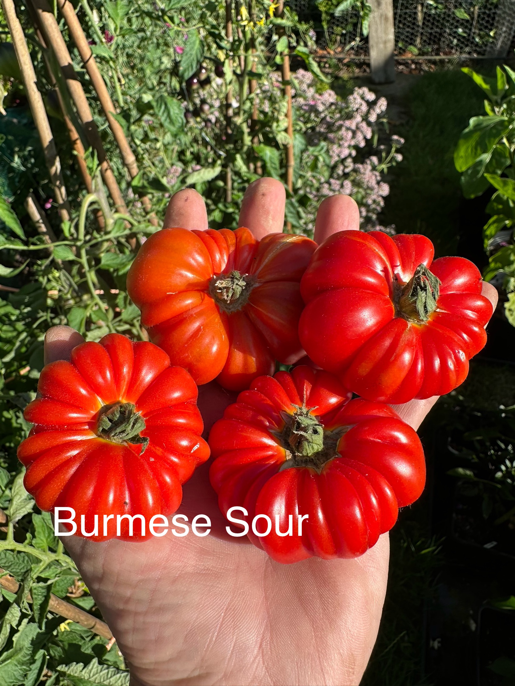 Tomato - Burmese Sour
