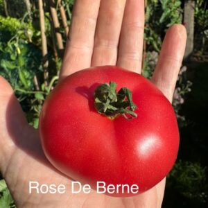 Tomato - Rose De Berne