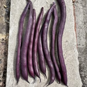 Dwarf Bean - Purple Queen