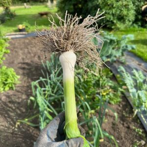 Leek - Musselburgh