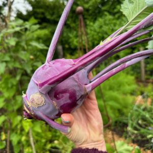 Kohl Rabi purple