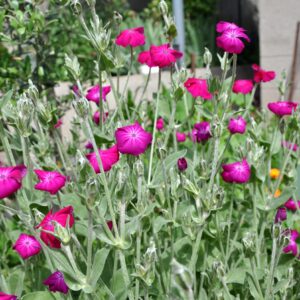 Lychnis Coronaria