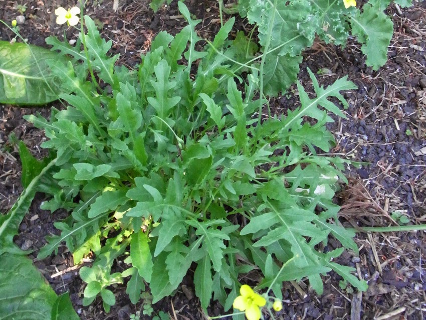 Wild Rocket
