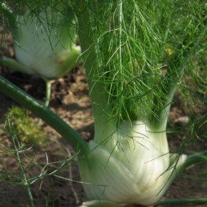 Florence Fennel