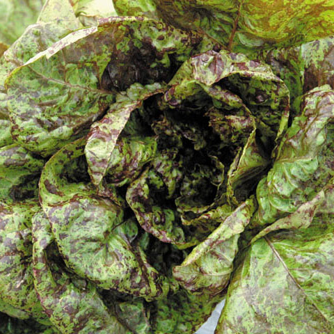 Lettuce - Freckles