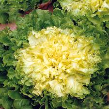 Endive - Blonde Full Heart