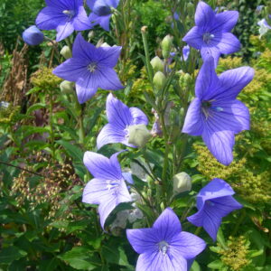 Platycodon Blue