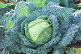 Cabbage - Savoy